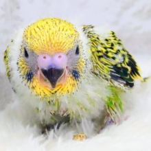 ウトウト寝顔。。ぴかぴかお手入れも全部！可愛い〜　セキセイインコ　オパーリン〜〜