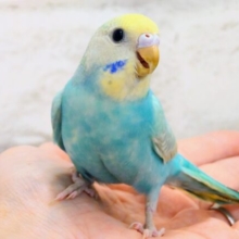 あはっ☆　ひとり時間も楽しんじゃおーー♪　セキセイインコ　パステルレインボー～～