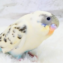 【動画更新🪄】この視線をもらったら。。。　セキセイインコ　四色ハルクイン〜〜