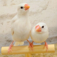 【最新画像更新🪄】夢はでっかく描くんだ！🖌.*･ﾟ白文鳥 ヒナ