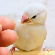 最新画像になります☆　ひと味違う？この感じ？🧚シルバー文鳥 ヒナ