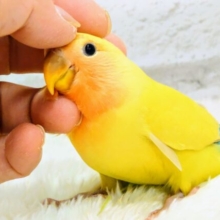 【最新画像更新🪄】ハッピーレインボー🌈コザクラインコ(ゴールデンチェリー)　ヒナ