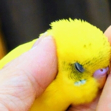 【最新画になります】ムチモチは待ってます♬ーーー　セキセイインコ　イエローハルクイン～～