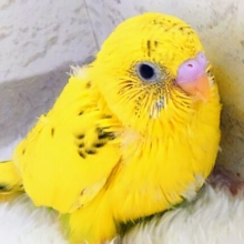 成長記録をつけましょう！　セキセイインコ　ハルクイン～～