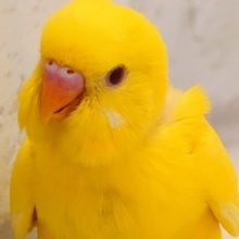 最新画像になります☆彡　もこもこの上が好き♡セキセイインコ(ルチノー) ヒナ