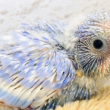 瞳ぱっちり☆夢、でっかく～～　セキセイインコ　スパングル～～
