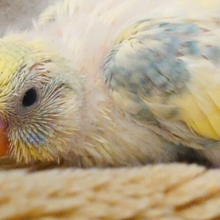 あ～　これはヤバいねぇ～　だってきれいだしっ　セキセイインコ　パステルカラーレインボーパイド～～