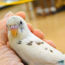 【動画更新🪄】お上品ですわねっ　セキセイインコ　ハルクイン～～