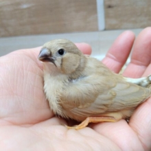 鳴き声はニーニー🎵美形なキンカ鳥フォーンさん