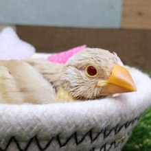ルビーの宝石のようなキラキラ赤目ちゃん✨シナモン文鳥さん