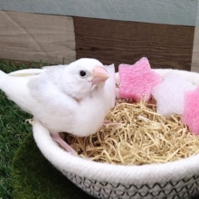 ヒナ限定かも!?背中のグレーがオシャレポイント💕白文鳥さん