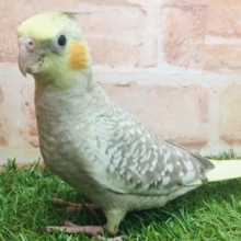 美しいパール模様✨✨✨　オカメインコ（シナモンパール）