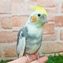 おっとりマイペースなオカメちゃん💗　オカメインコ（パイド）　②