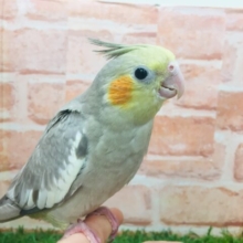 やさしい色合いが魅力的☆☆☆　オカメインコ（シナモン）②