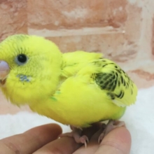 キラキラ輝く星のような存在感🌟🌟🌟　セキセイインコ（ハルクイン）
