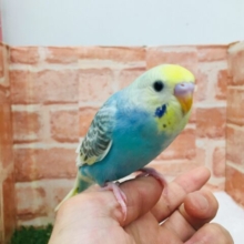 【☆最新画像更新☆】のってぱやぱや✨セキセイインコ🌈【レインボーカラー】