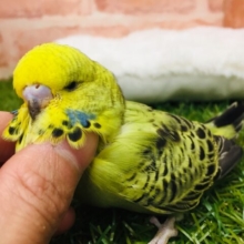 ムチムチビックボディ⁉️⁉️　ジャンボセキセイインコ（ノーマル）