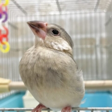 最新画像あり！まもなく桜の季節ですね～🌸 桜文鳥🐣