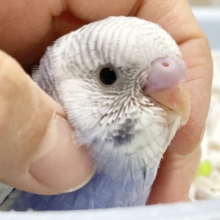 淡いブルーさん🫧🩵セキセイインコ（ブルーパイド）
