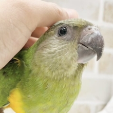 いっぱい甘えたい〜💚💛セネガルパロット