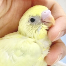 ふんわりカラーが素敵💛🩵セキセイインコ（パステルレインボーパイド）