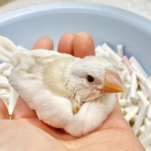 最新画像あり！神秘的な色合い〜🤍✨文鳥
