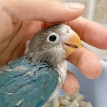 まん丸おめめ！🫐ブルーボタンインコ