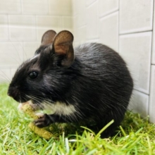 甘えん坊ちゃん💗💗💗　デグー（ブラックパイド）