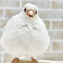 ポッポちゃん🤍✨ギンバト
