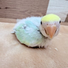 パッと明るいお色が素敵です〜✨コザクラインコのブルーチェリーパイド❣️