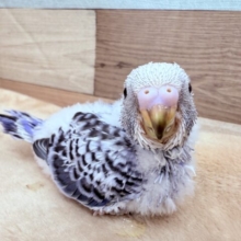 模様が綺麗に出てくるかな⁉️🌟セキセイインコのオパーリン❣️