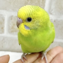 最新画像あり！フレッシュグリーン💚セキセイインコ（グリーンスパングル）