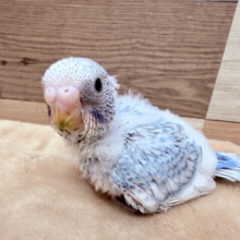 ほわほわ〜っとした優しい雰囲気の子💕セキセイインコのスパングル❣️