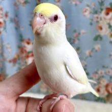 マメルリハ  ターコイズクリームイノ  男の子  🍋🍨🤍