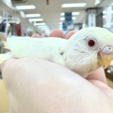 【最新画像更新🪄︎︎】まだまだパワフルです💪セキセイインコ（クリームルチノー）