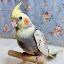 オカメインコ  パールパイド  ( ●･θ･)ノ✮.*