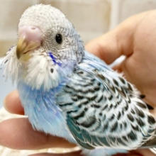 最新画像あり！美しい模様🩵🖤セキセイインコ（ブルーオパーリン）