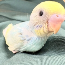 ️【最新画像更新🪄】🩵💛ふわふわ綿毛のパステルちゃん️☆セキセイインコ（パステルレインボースパングル）