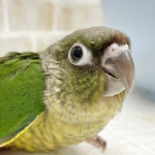 落ち着いた雰囲気〜💚💛ワキコガネウロコインコ