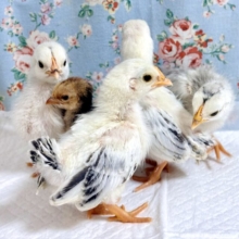 世界最小のにわとり！？ちいさくて可愛い“セラマ”のひよこ！ 🐓🐥𓂃⟡.·