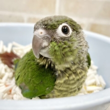 深いグリーンが素敵✨💚ホオミドリウロコインコ（ノーマル）