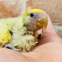 わたわたちゃんの登場⭐️⭐️  コザクラインコ(ゴールデンチェリー)