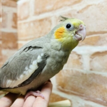 つぶらな瞳でメロメロ攻撃❤️  オカメインコ(シナモン)　①