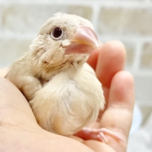 最新画像あり！ゴールドカラー✨⭐️シナモン文鳥