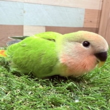 最新画像あります⭐️ビビっと一目惚れ目指します‼️きゅるるんお顔な小桜インコのオパーリン🥰