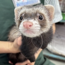 マーシャルフェレット  セーブル  男の子  ( •̀ω•́ )✧🍪