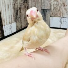 最新画像更新！ミルクティーカラー👶🏻‪‪🫶🏻︎シナモン文鳥のヒナ