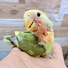 最新画像有ります🌟カメラ目線でハイ、チーズ(＾ｰ^)📸コザクラインコのオリーブパイド❣️