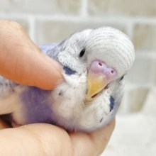 最新画像あり！動画あり！人気の淡いブルーさん🩵🤍セキセイインコ（ブルーパイド）
