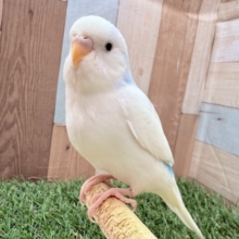 幸せ満点⭐️青空インコさん☁️🩵セキセイインコのパイド❣️